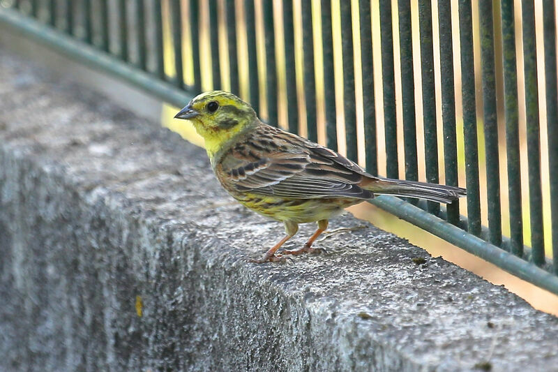 Bruant jaune