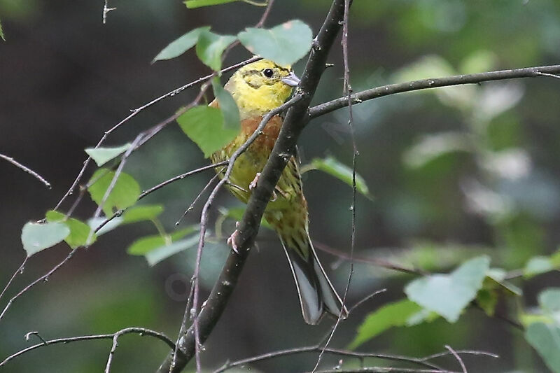 Bruant jaune