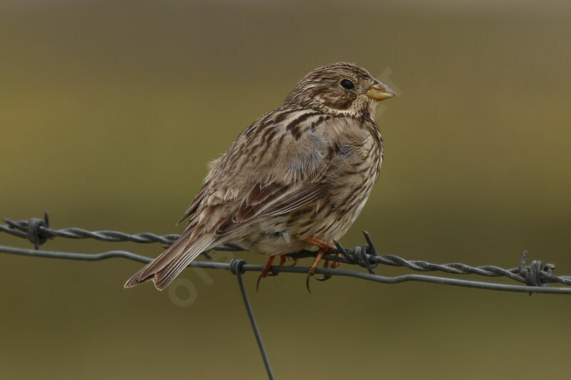 Corn Bunting