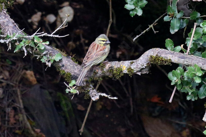 Cirl Bunting