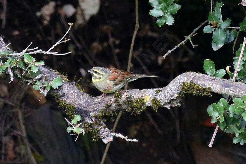 Cirl Bunting