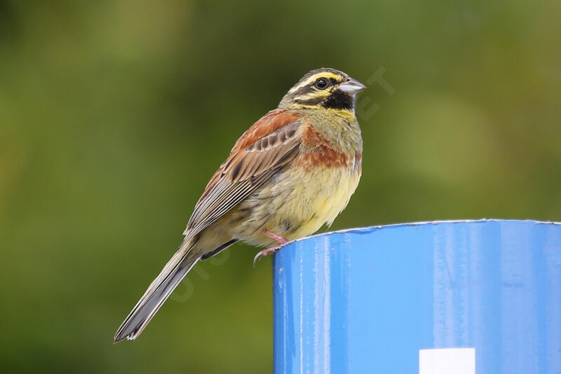 Cirl Bunting