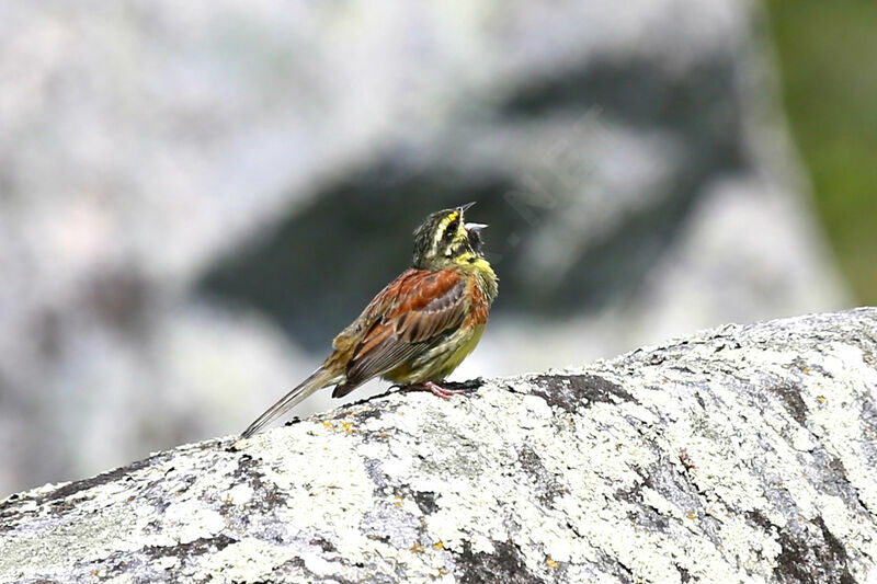 Cirl Bunting