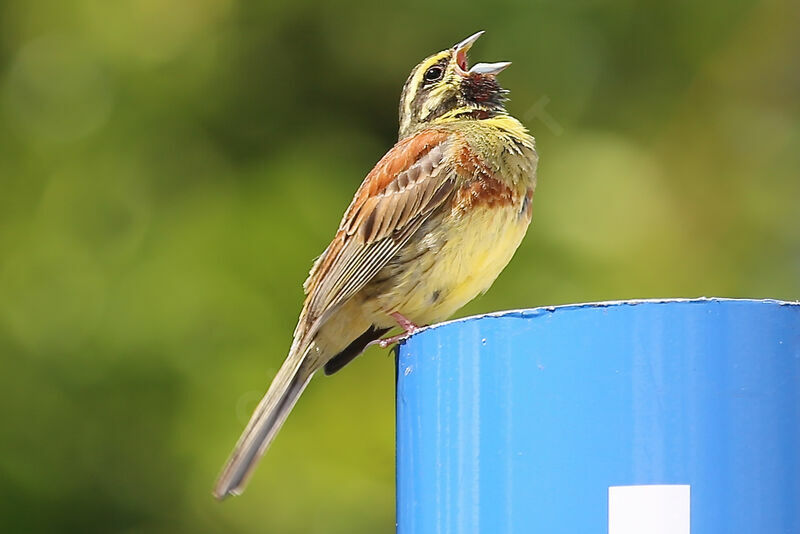 Cirl Bunting