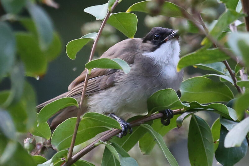 Bulbul à poitrine brune