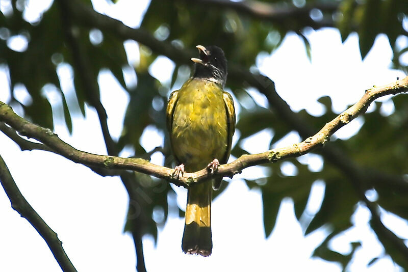 Collared Finchbill