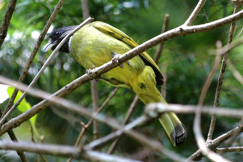 Bulbul à semi-collier