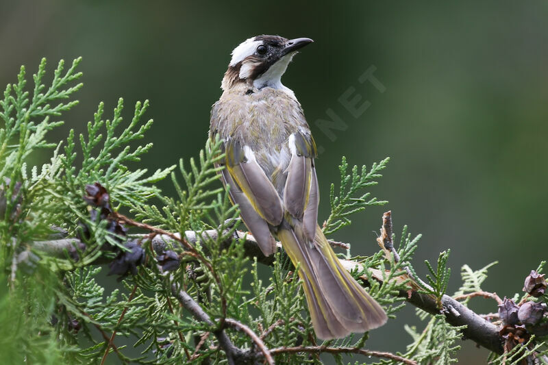 Bulbul de Chine