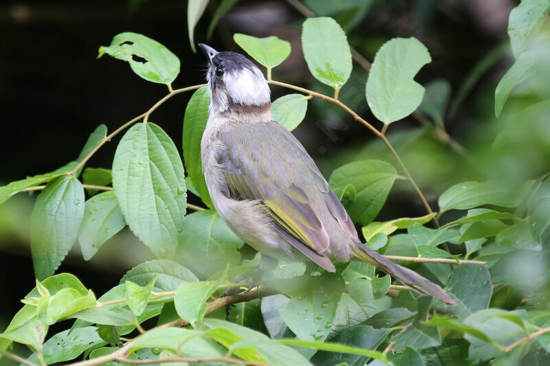 Light-vented Bulbul