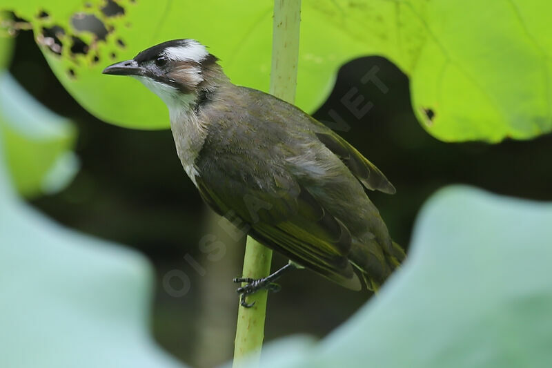 Light-vented Bulbul