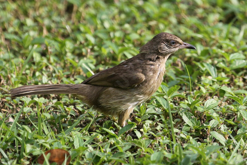 Bulbul de Conrad