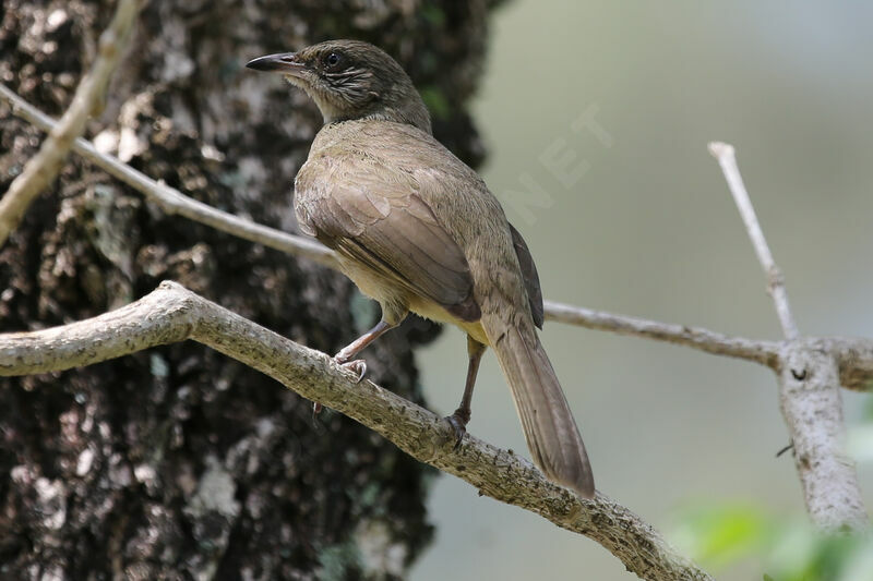 Bulbul de Conrad