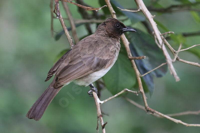 Bulbul des jardins