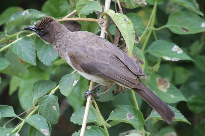 Bulbul des jardins