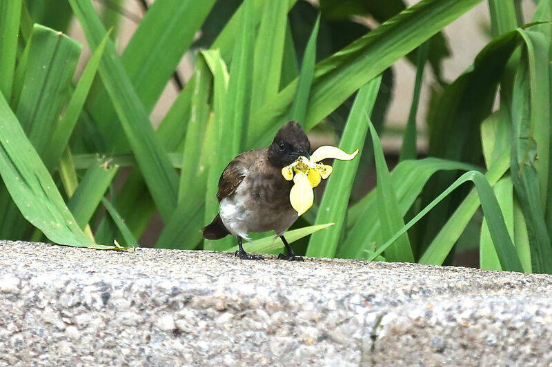 Bulbul des jardins