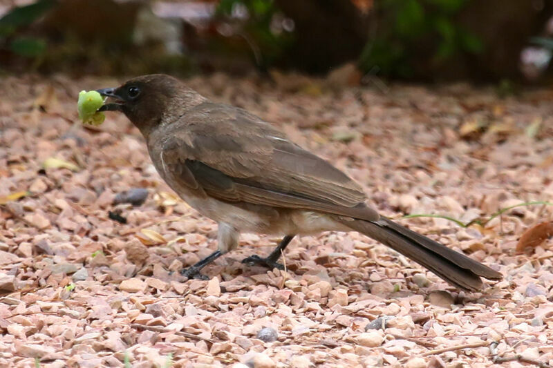 Bulbul des jardins