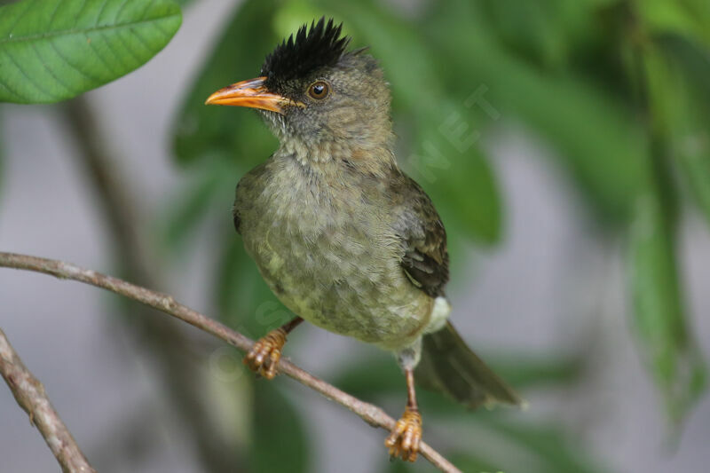 Bulbul merle