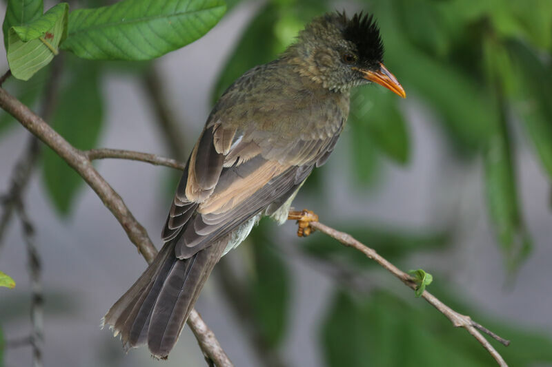 Seychelles Bulbul