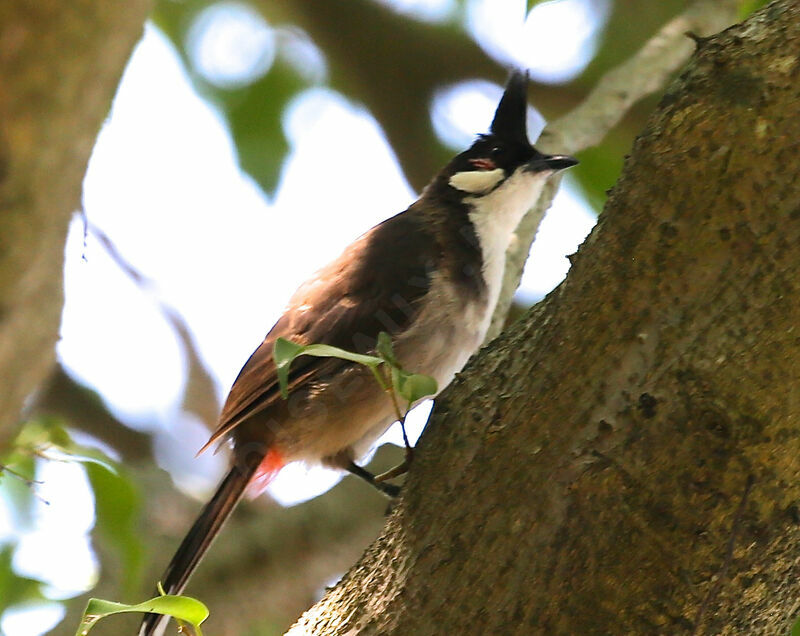 Red-whiskered Bulbul