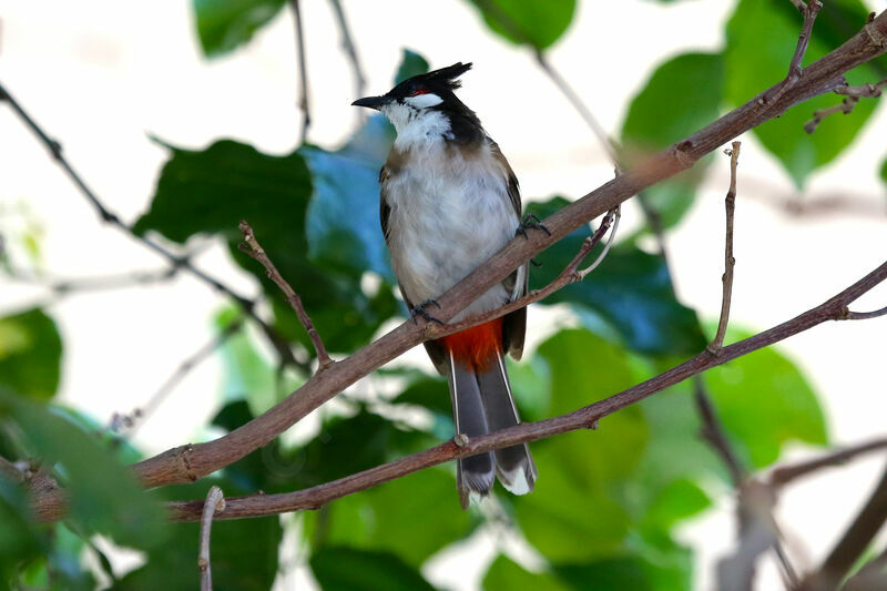 Bulbul orphée