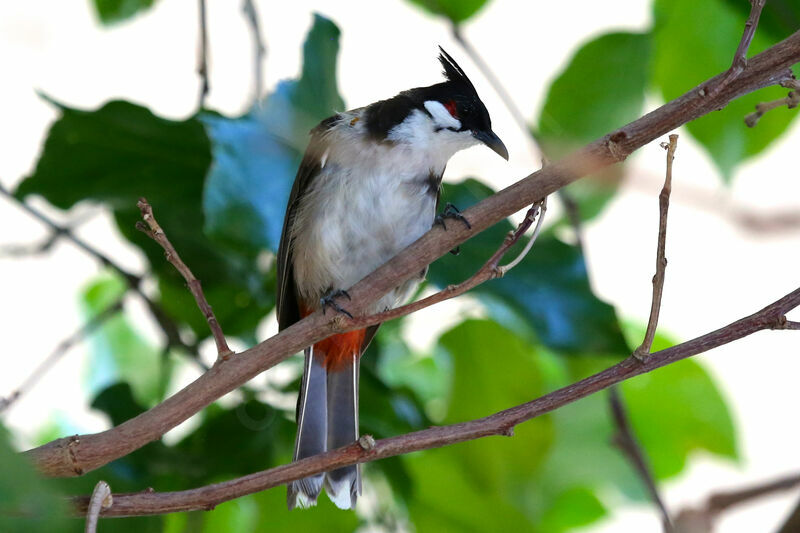 Red-whiskered Bulbul