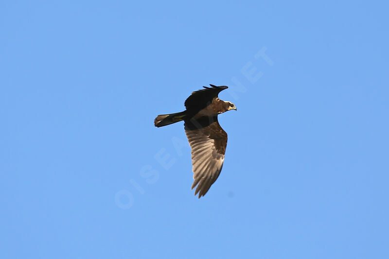 Western Marsh Harrier