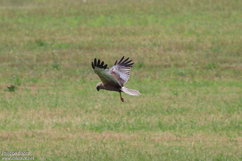 Western Marsh Harrier male adult, fishing/hunting