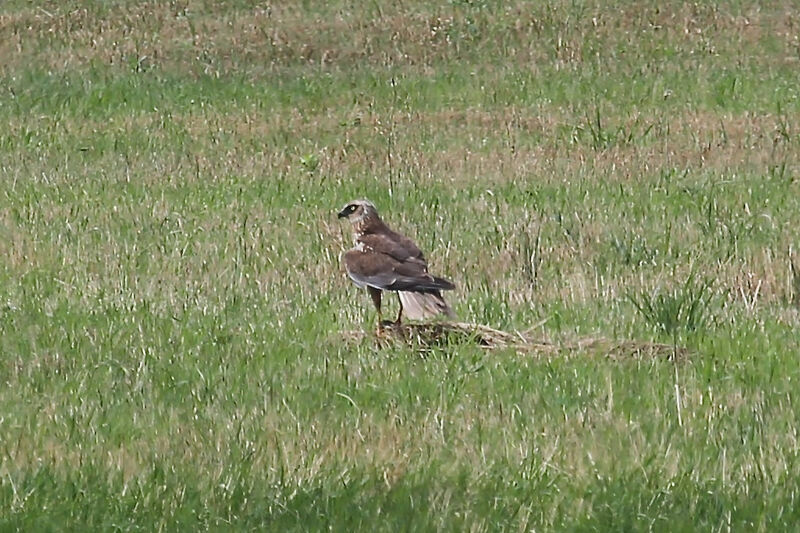 Western Marsh Harrier male