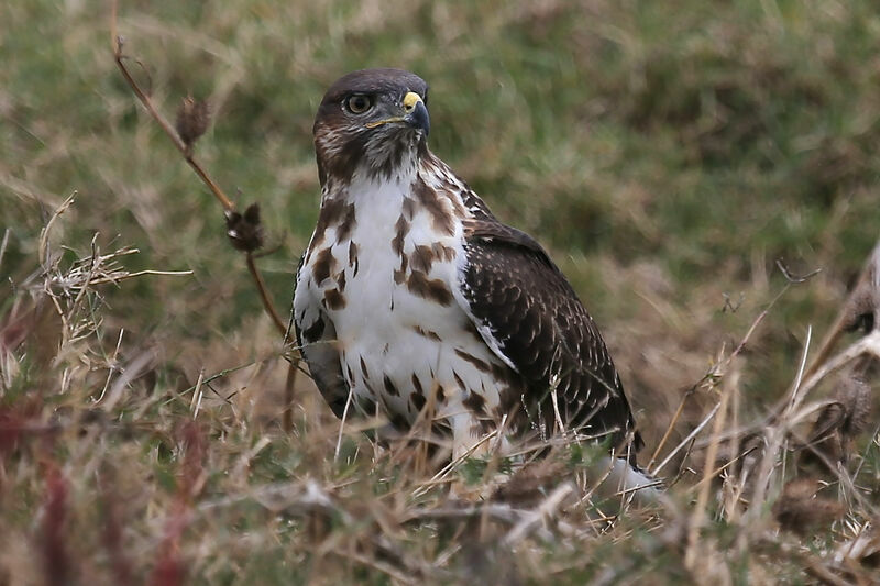 Augur Buzzard