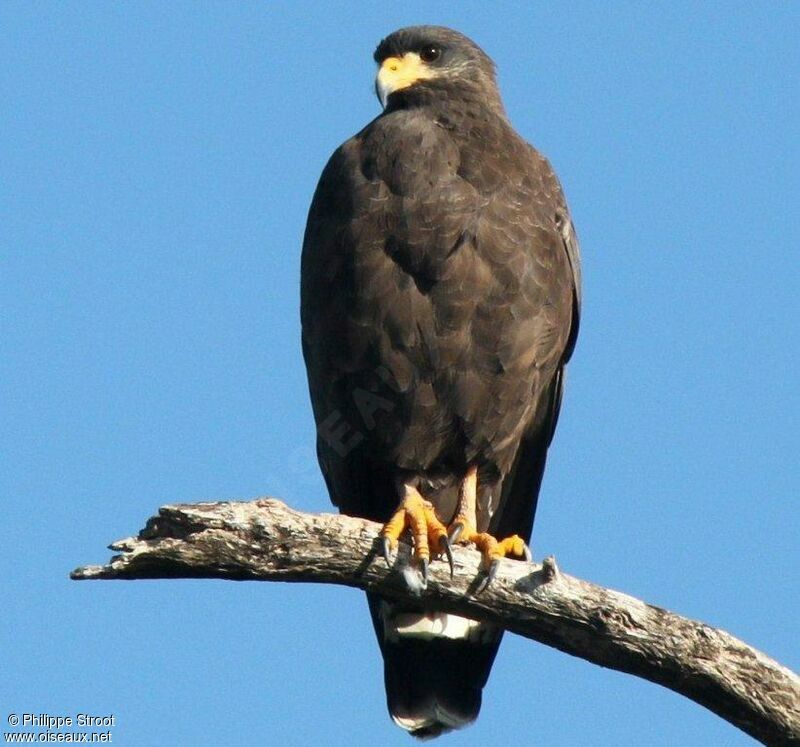 Cuban Black Hawk