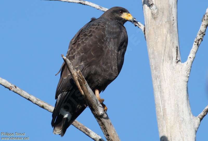 Cuban Black Hawk, identification