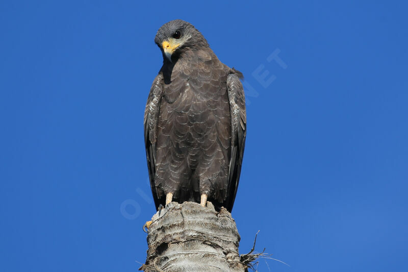 Cuban Black Hawk