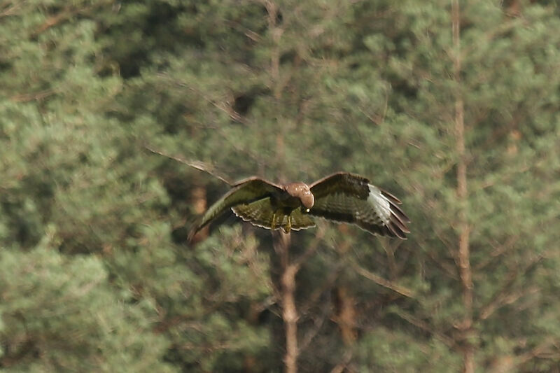 Buse variable