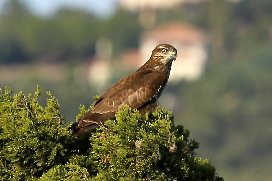Buse variable