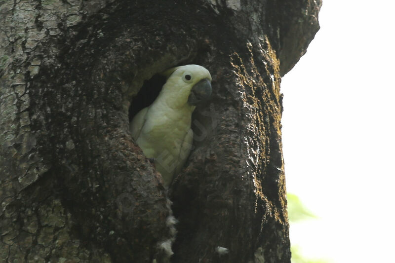 Yellow-crested Cockatoo