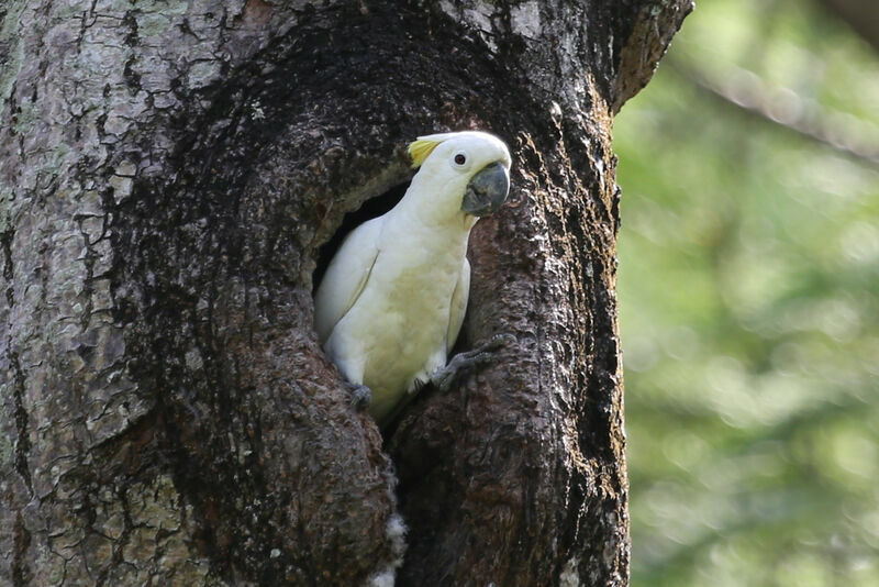 Yellow-crested Cockatoo