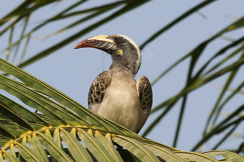 African Grey Hornbill