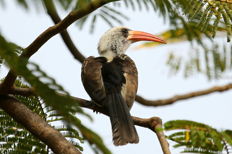 Northern Red-billed Hornbill