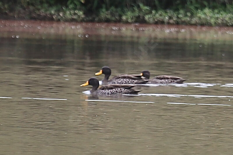 Yellow-billed Duck