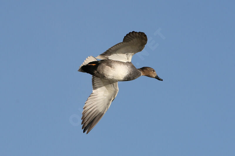 Gadwall