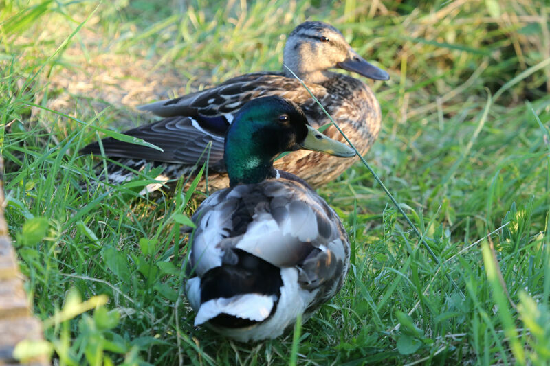 Mallard