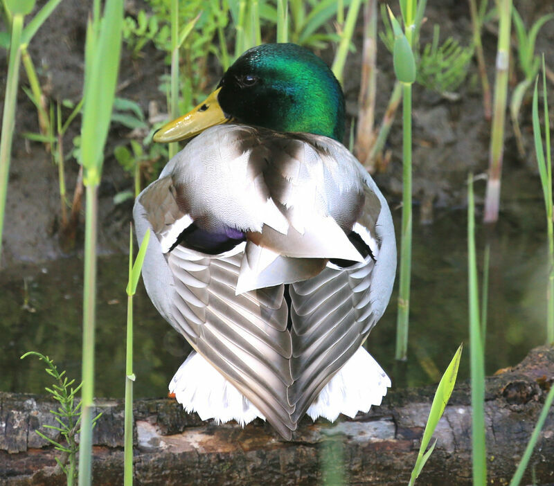 Canard colvert