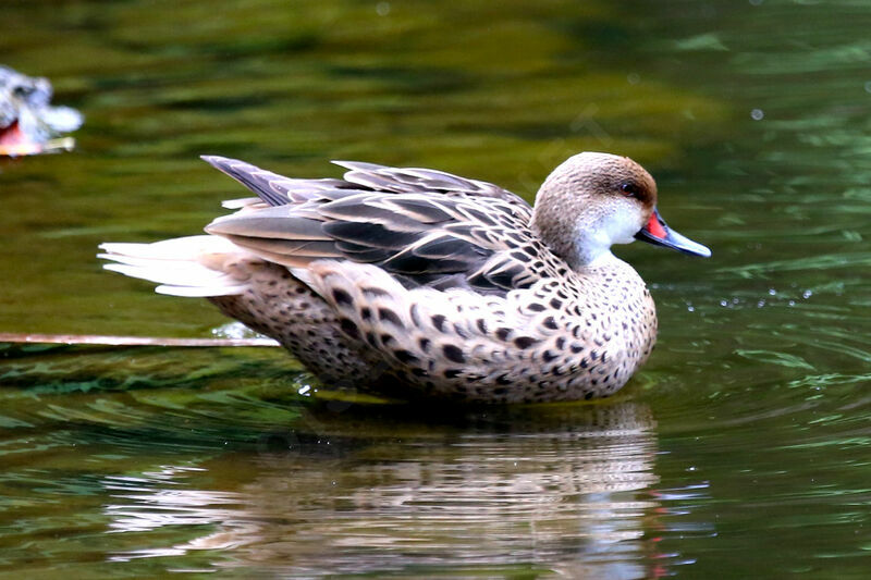 Canard des Bahamas