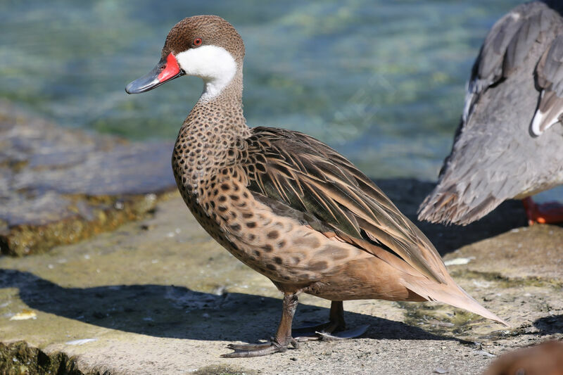 Canard des Bahamas