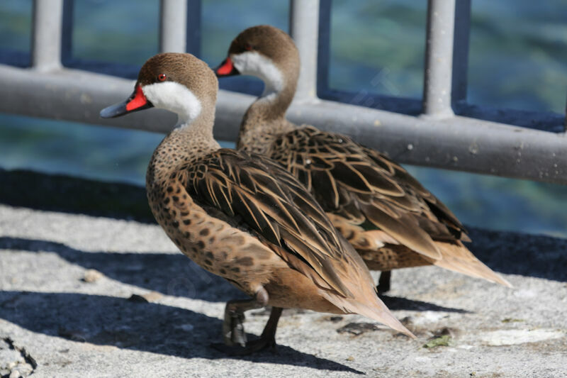 Canard des Bahamas