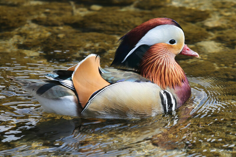 Canard mandarin