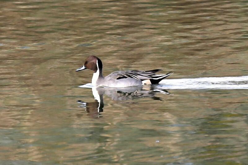 Canard pilet