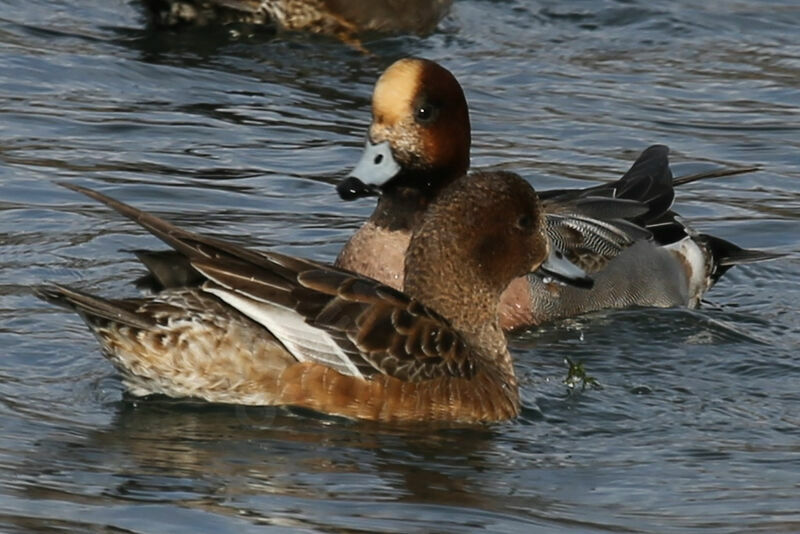 Eurasian Wigeon