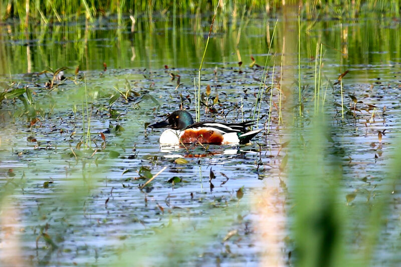 Northern Shoveler