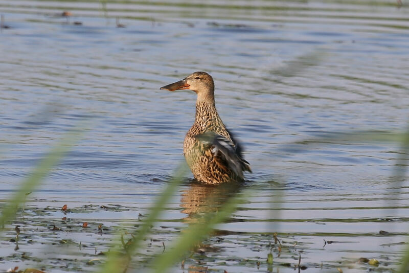 Northern Shoveler